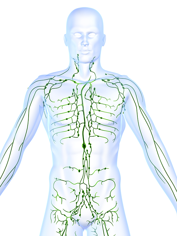 All About Lymph Nodes – In Good Health – Central New York's Healthcare ...